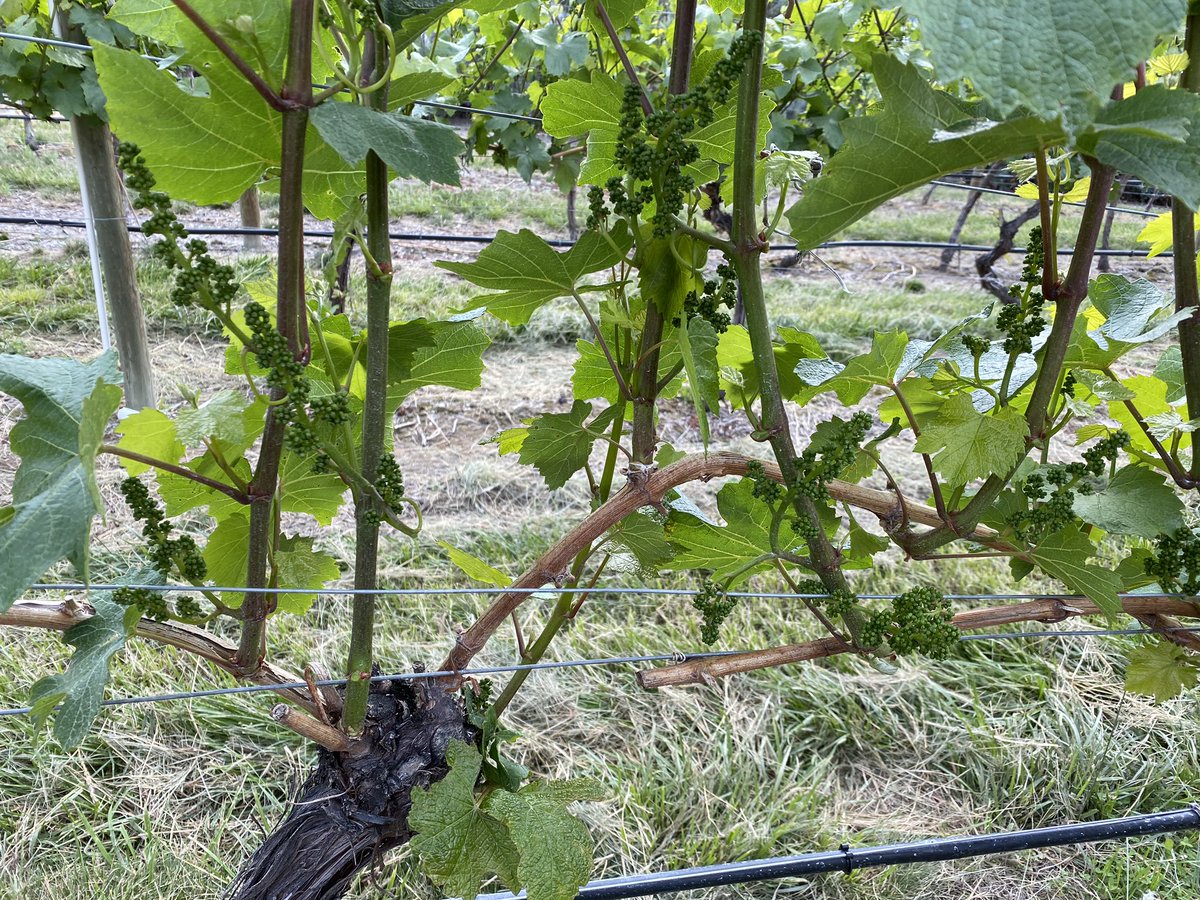 #Chardonnay in the #Summerland block a few days from bloom! #nature is beautiful.  I am blessed to be a farmer.  C