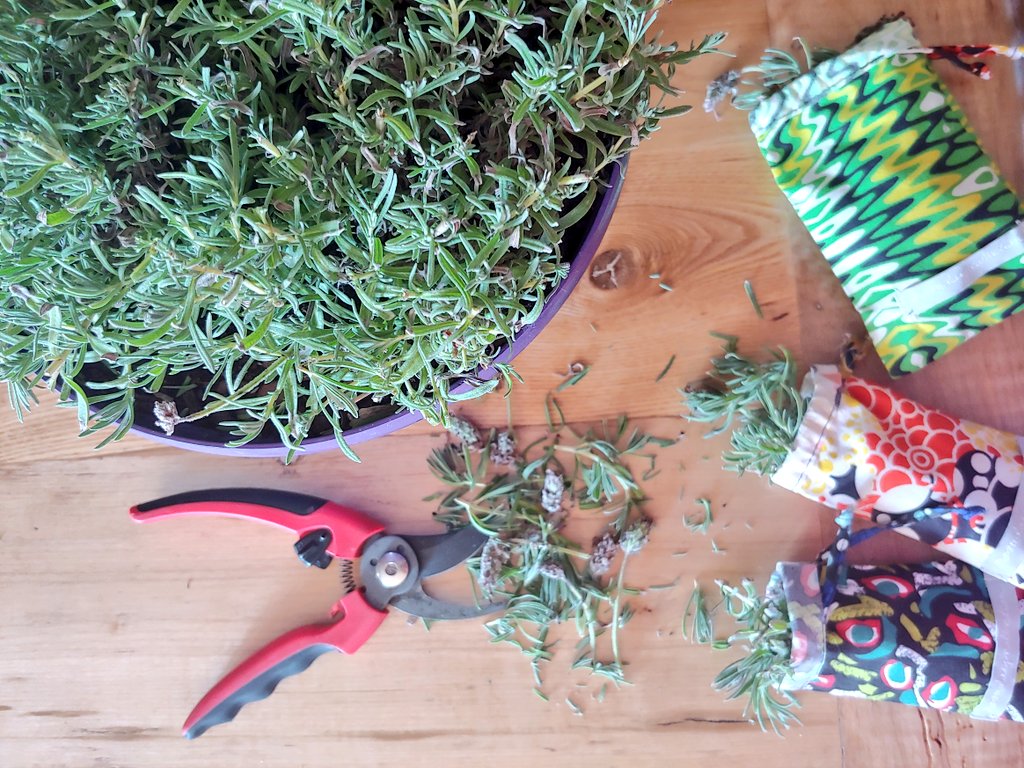 kenseyschultz's tweet photo. Pruning my lavender plant and saving all the dried goodness in bags from Noonday jewelry. Such a sweet and faint calming smell..... I love it.🌱 #noondaycollection #noondaystyle #lavender #firstprune https://t.co/YL390bDBqy