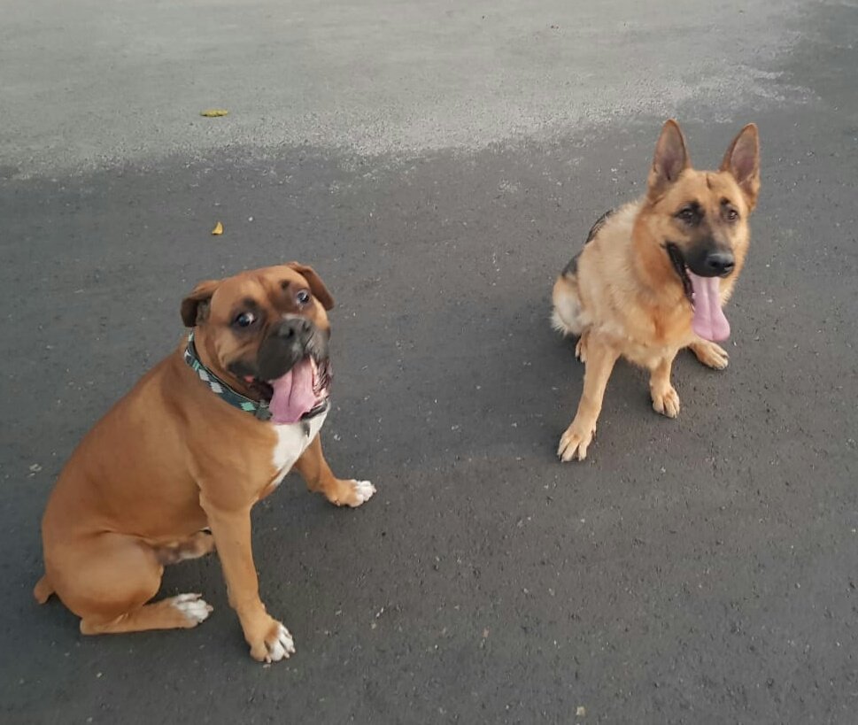 Totopo Spencer con Kira y con Malak
#TongueOutTuesday
#boxerbond #boxerlove #boxerdog #LoveMyDog
<a href="/BoxerDogUnion/">BoxerDogs</a> <a href="/BoxerBond/">Boxer Fan Page</a> <a href="/OwnedByaBoxer/">Owned by a Boxer</a> <a href="/doggiemadness/">Neptune Blogging Boxer</a> <a href="/MundoBoxer/">MundoBoxer.Net</a> <a href="/boxerplanets/">boxerplanets</a>