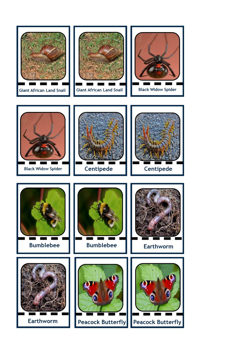 NPTLibraries's tweet photo. For our final #NPTLearnTogether activity we have provided a game of mini beast snap. Why not design your own mini beast game and share it with the hashtag above for everyone to play! https://t.co/5iby1UuwAO