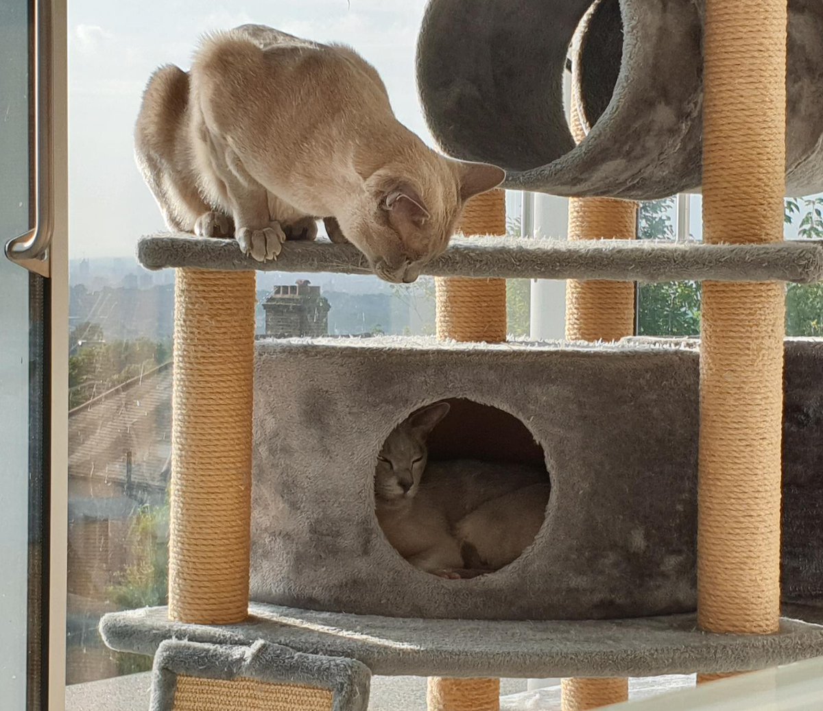 miche_greenidge's tweet photo. I see yoooouu.. π»π»
#keanu #antics #kai #chilling #CatsOfTwitter #cuteness #beautness #cattree #Play #brotherlylove #cats #cat #love #boyswillbeboys #iamkeanu #iamkai #littlelions https://t.co/KGmAR6ZQcs