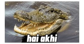 Suroboyofess On Twitter Cak Suara Buaya Betina Yoopo Rek