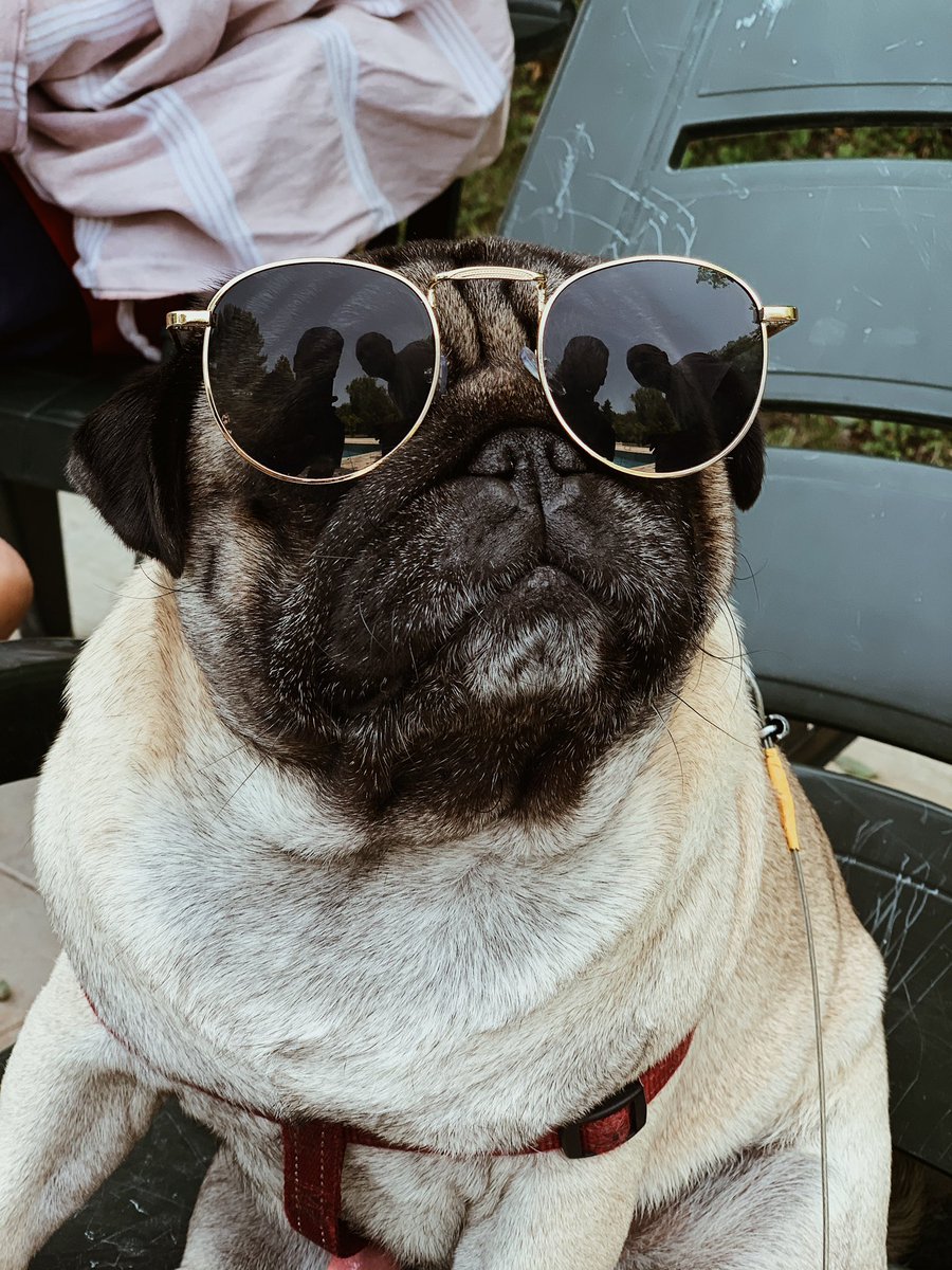 benolmeden's tweet photo. summer time 😎🌞 #pug https://t.co/7yrxS8pVf5