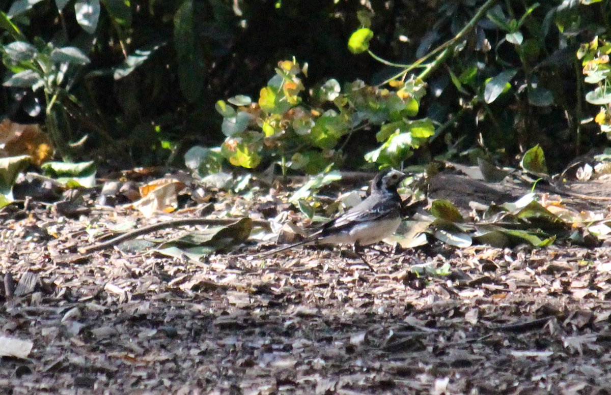 So thrilled to see a pied wagtail bobbing around our tiny little park this morning. #queensparkgardens #30dayswild @ Ilbert Street London w10