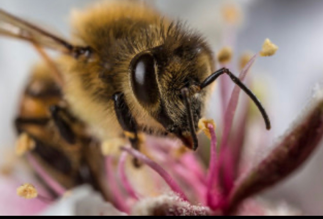 Uzivatel 棘城アザミ 休止中 Na Twitteru 虫が見たいのも自分が花を育ててる理由の一つなので 笑 みつばちかわいいですよね リアルな蜂のぬいぐるみとかあったら欲しいぐらいです