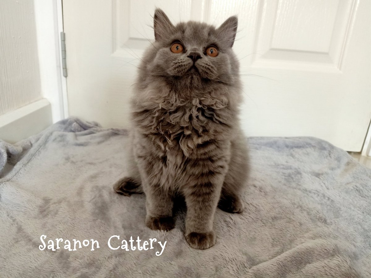 Saranoncattery's tweet photo. อย่าเห็นหนูเป็นเพียงสินค้า หรือเลี้ยงหนูเพียงเพราะกระแสนิยม นะคะ หนูเป็นสิ่งมีชีวิต ที่ต้องการเวลาและความรัก นอกจากเปย์ของเล่น อาหารแล้ว สิ่งที่สำคัญสำหรับหนูคือ ความรักจากมนุษย์นะคะ #แมวน่ารัก #แมวบริติช #แมวไม่ใช่สินค้า https://t.co/DsBk1ynvLa