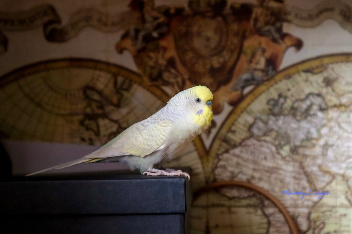 Researcher!

#buddy_budgie #simba_bird #petbird #sweetbudgie #pocket_pets #parrots_life