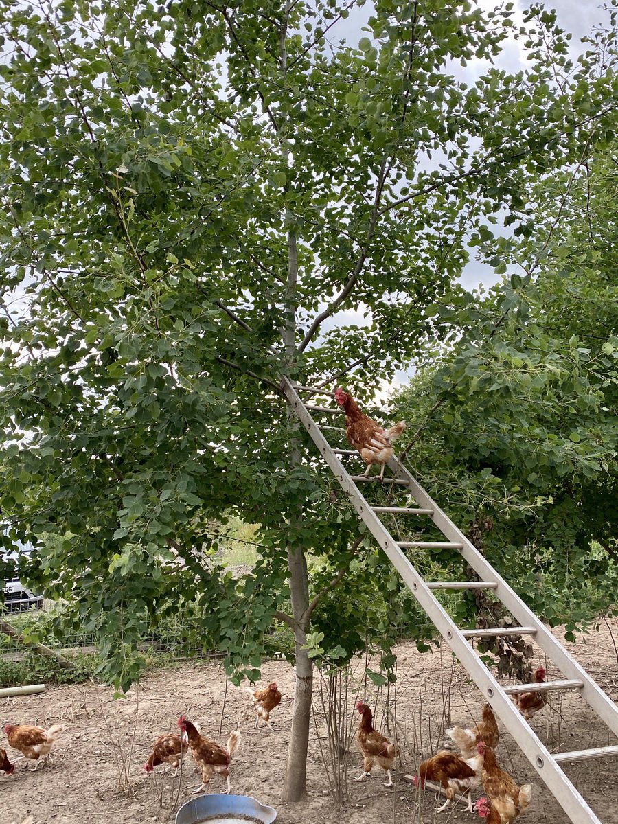 Lots of negativity out there so here’s our chicken climbing a tree to lighten the mood