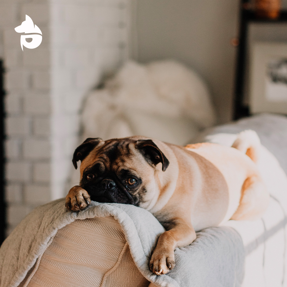 pettmapp's tweet photo. Is your Dog Bored These Days?

#PetTM #PetsareFamily #BoredDog #dogs #Lovedogs https://t.co/62InsNaBa5