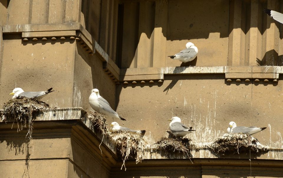 KeyWestPest's tweet photo. Lockdown conditions have seen bird problems soar (excuse the pun) and they pose a greater risk than ever. Feeding on vermin due to our absence on the streets, if birds have made your home/business their perching spot, think Key West. 08001953464 #birdwork
https://t.co/sH8JwWnRah https://t.co/juRmlGe0gK