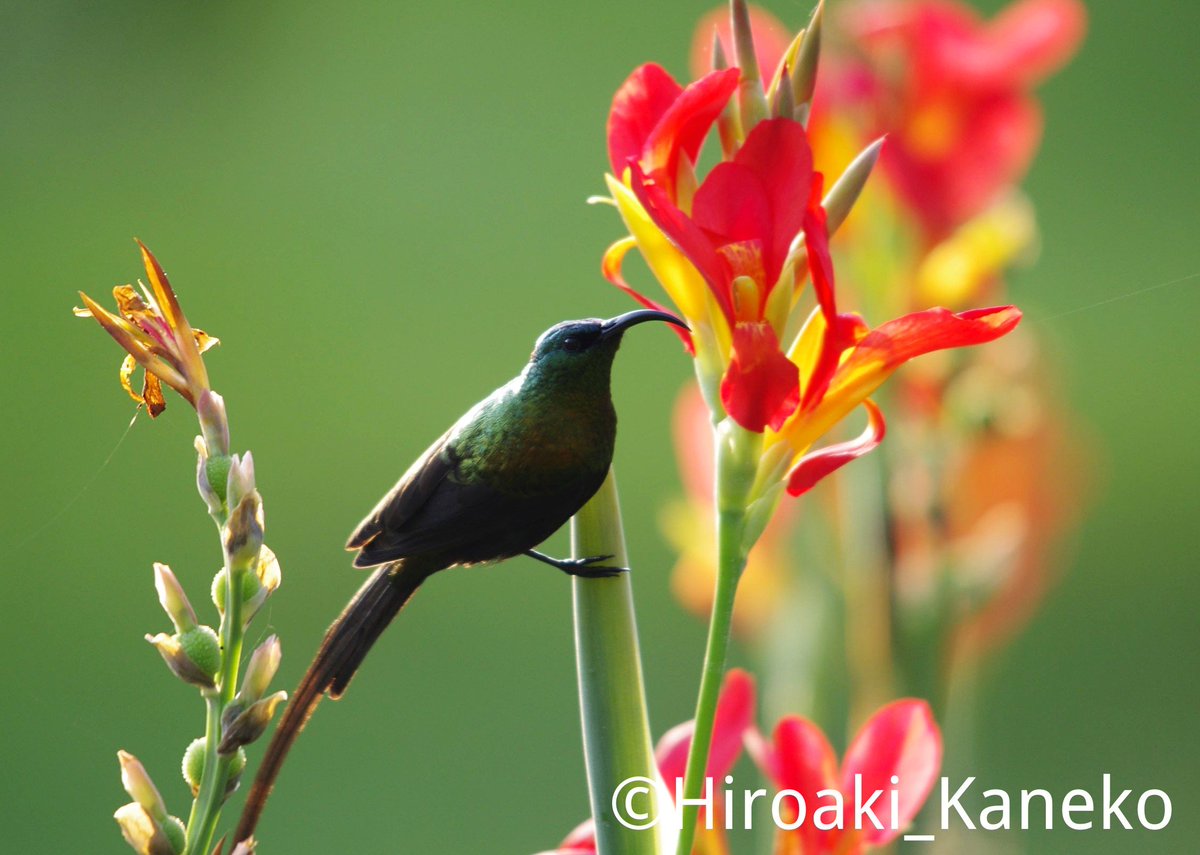 🇹🇿Wild birds in tanzania⑥
ルビーオナガタイヨウチョウ
(Tacazze−Sunbird)
今日は暑かったですが、
暑い時に暑そうな写真です‼️
毎日この花の前に 張り込んで
やっと山を降りる前日に撮れました
#野鳥
 #wildbirds 
#Tanzania 
#AfricaDay2020
 #写真好きな人と繋がりたい
#PENTAX