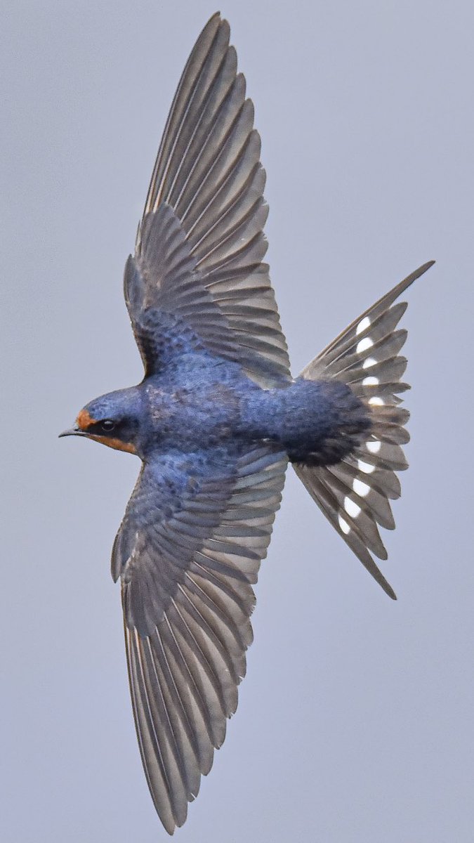 Good morning everyone! I’ll be a little bit busier this week than normal but I’m going to keep the swallows coming!
*VIEW FULL SCREEN PLEASE *
#Birding #Birdphotography