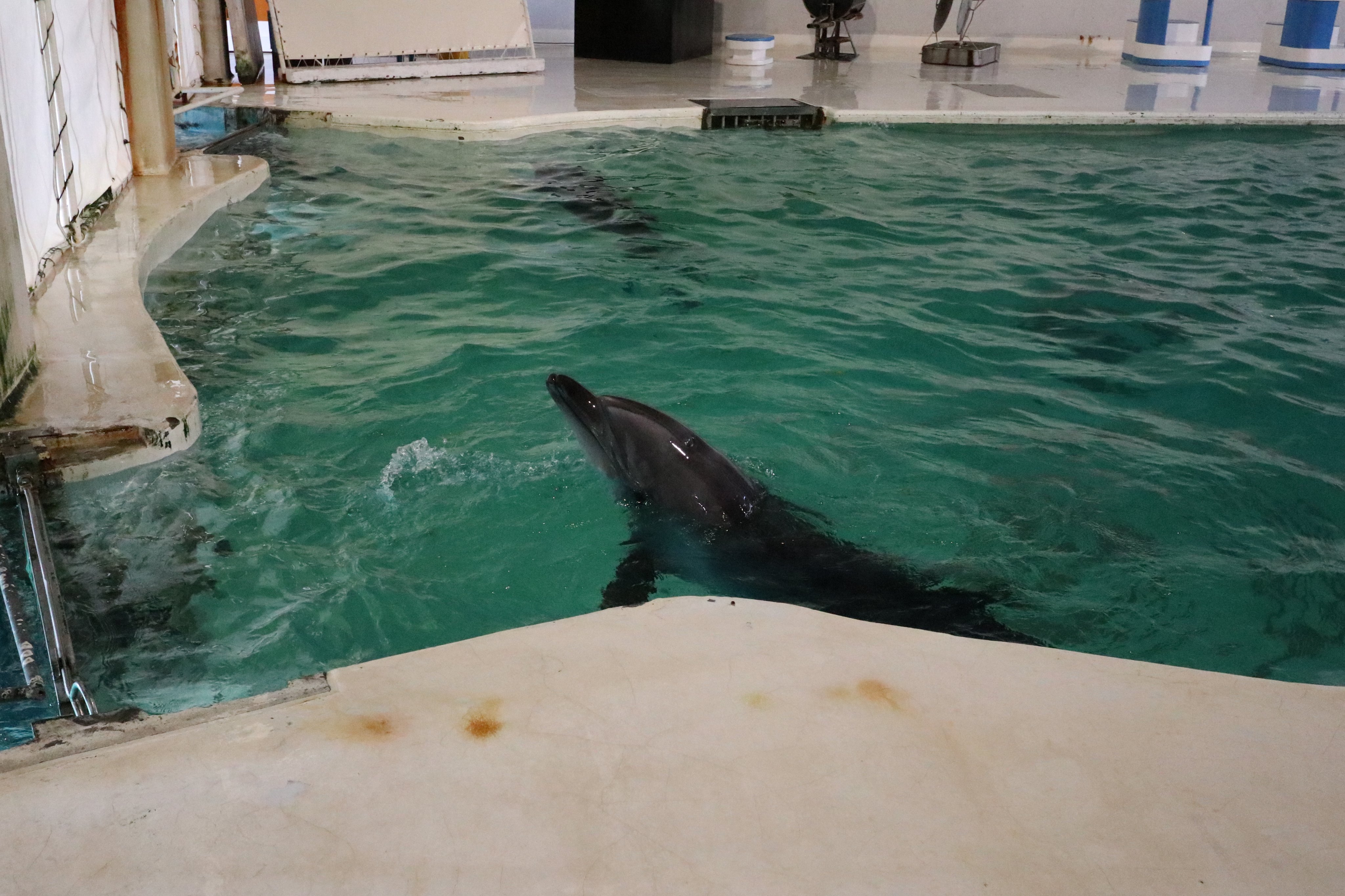 銀野舎 和佐 北海道小樽市 おたる水族館 ２０２０年３月撮影 現在 全てのショー イベントなどが休止していますが 不定期で動物たちのトレーニングをやっていて 見学できます この時は超ラッキーでタイミングよくイルカのトレーニングを見れました