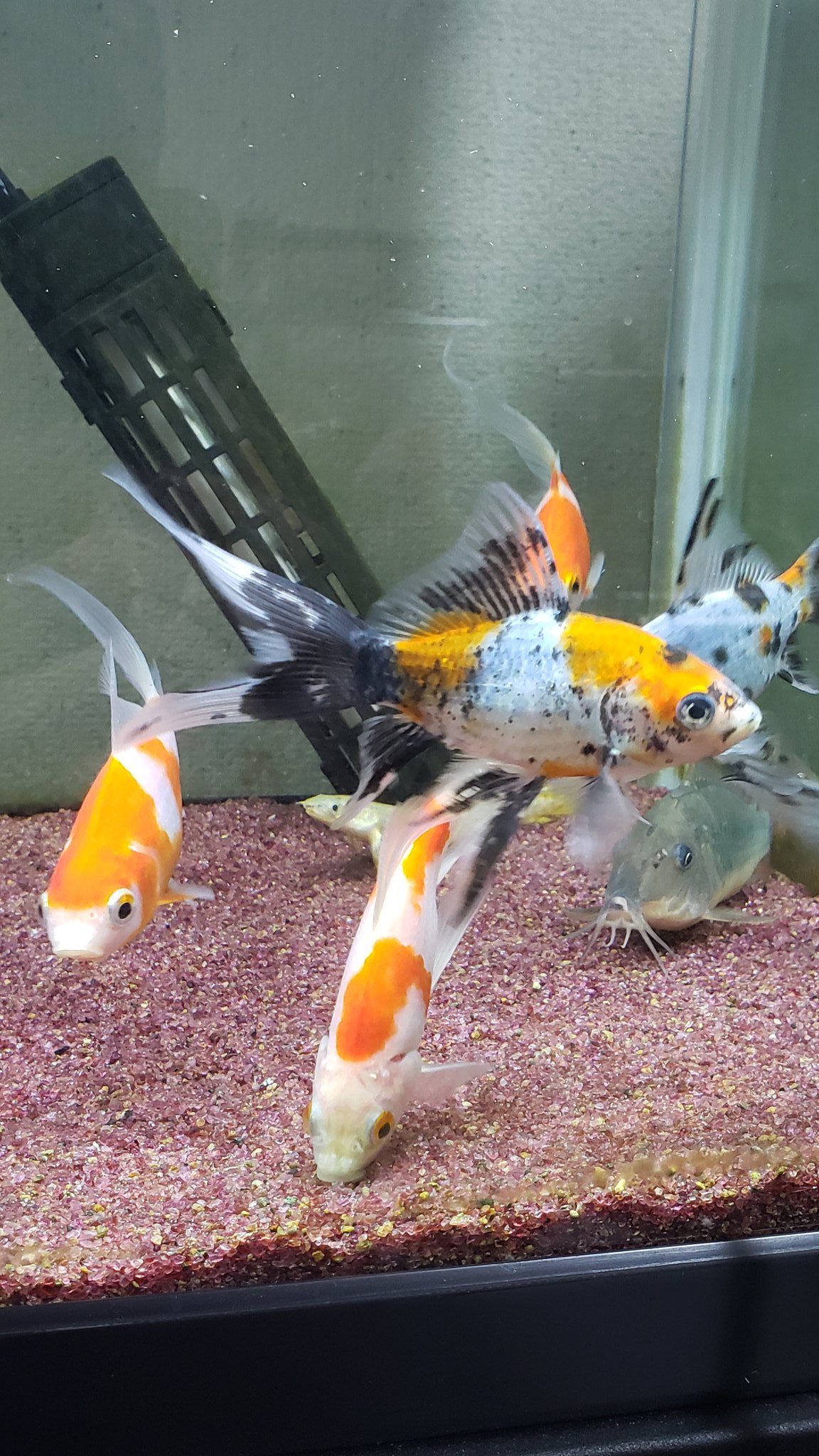 シルバーシャーク 金魚