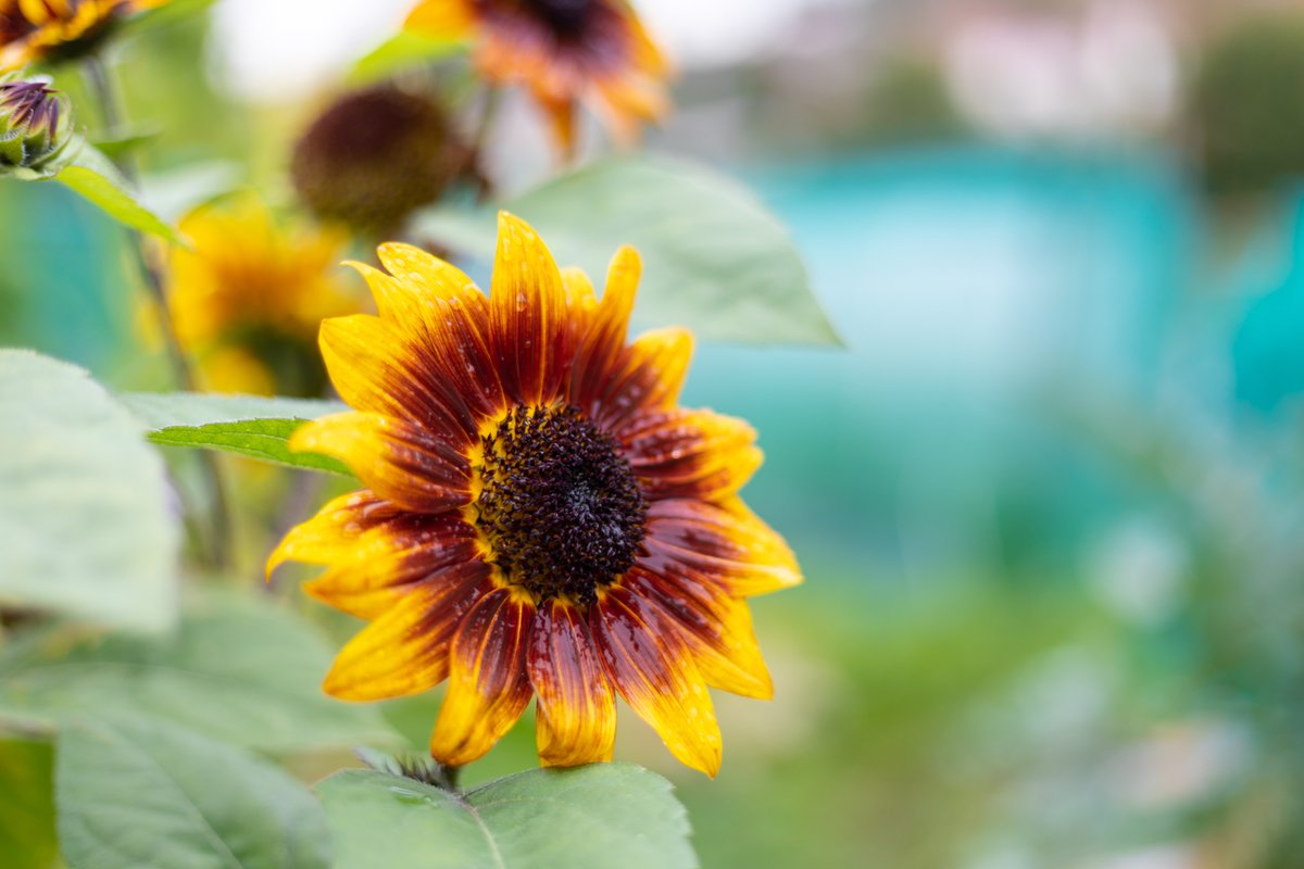 BristolWater's tweet photo. Did you know that you can use the water from your washing up, shower and even your bath on the garden? 🛁

Despite containing detergents and soaps, this 'grey water' is ok to use on your plants thanks to soil and compost's ability to filter out the bits it doesn't want. Clever! https://t.co/6RKUYQmqNp