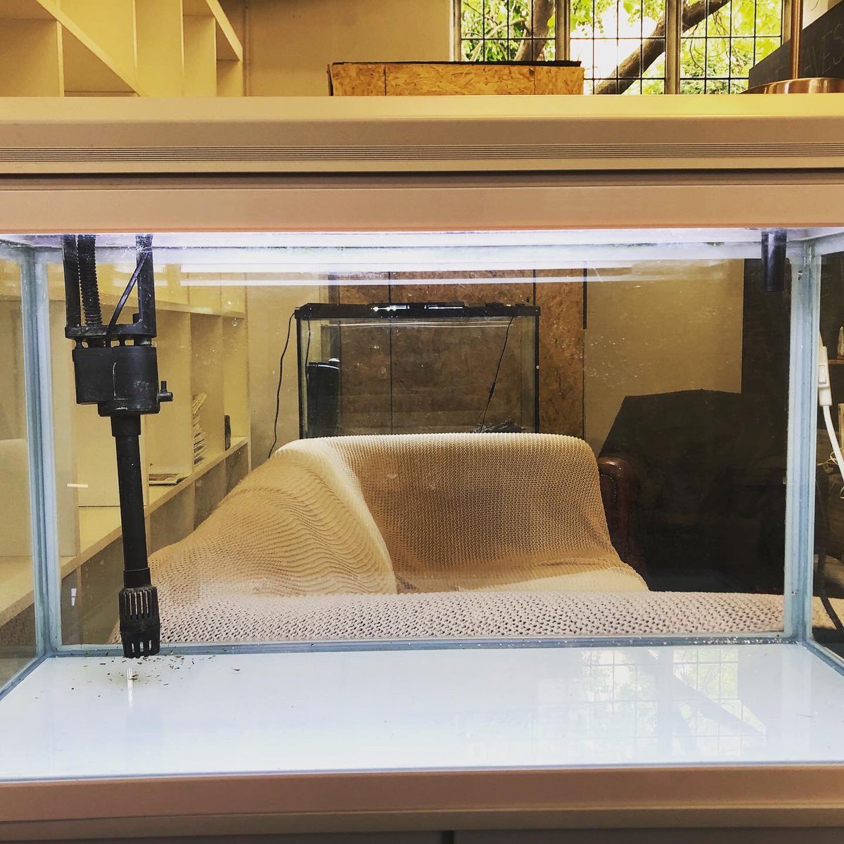 curious_local's tweet photo. Our two aquariums arrived today for Science Club Digital, which starts next Tuesday 18:30pm! Our marine biologist shared this picture of a paradise fish, which has a labyrinth organ. curious? Sign up here - https://t.co/ZxMXv6XLXG https://t.co/IHDbYbMXhh