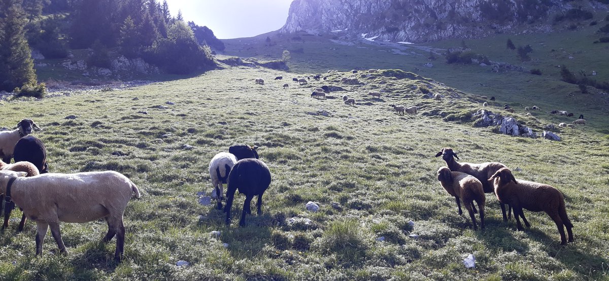 Our #alptrackers not only track positions but also the animal's #activity. This #data can be used to detect anomalies, such as injuries or attacks by wolves. Last week the herd of one of our customers was attacked by wolves during the night. Can you guess when? #tracking #LoRaWAN