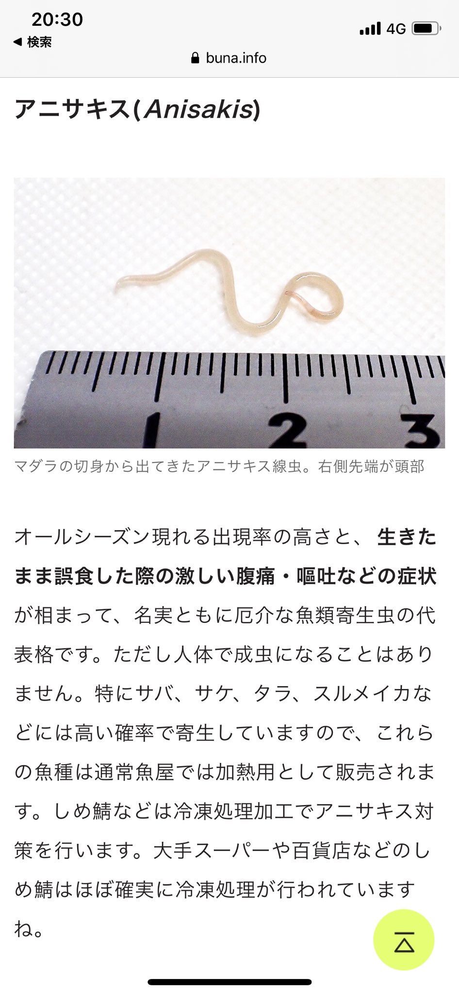 悠里 Auf Twitter 寄生虫等に詳しい方いたら教えてください 生食用ハマチを買ったところ筋肉からひも状の寄生虫 が出てきました これってブリ糸状線虫で合ってますでしょうか T Co Mv76jpzl1m Twitter