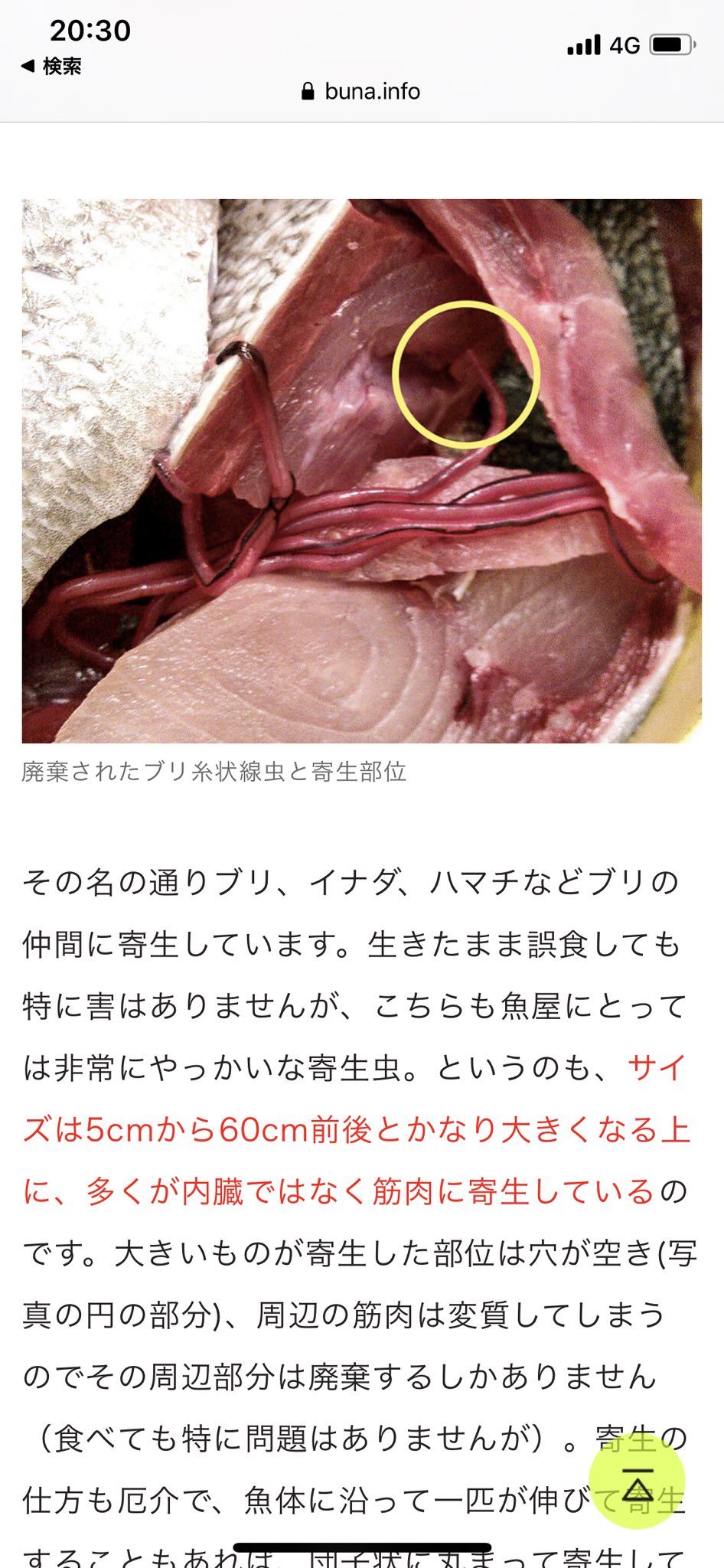 悠里 寄生虫等に詳しい方いたら教えてください 生食用ハマチを買ったところ筋肉からひも状の寄生虫が出てきました これってブリ 糸状線虫で合ってますでしょうか T Co Mv76jpzl1m Twitter