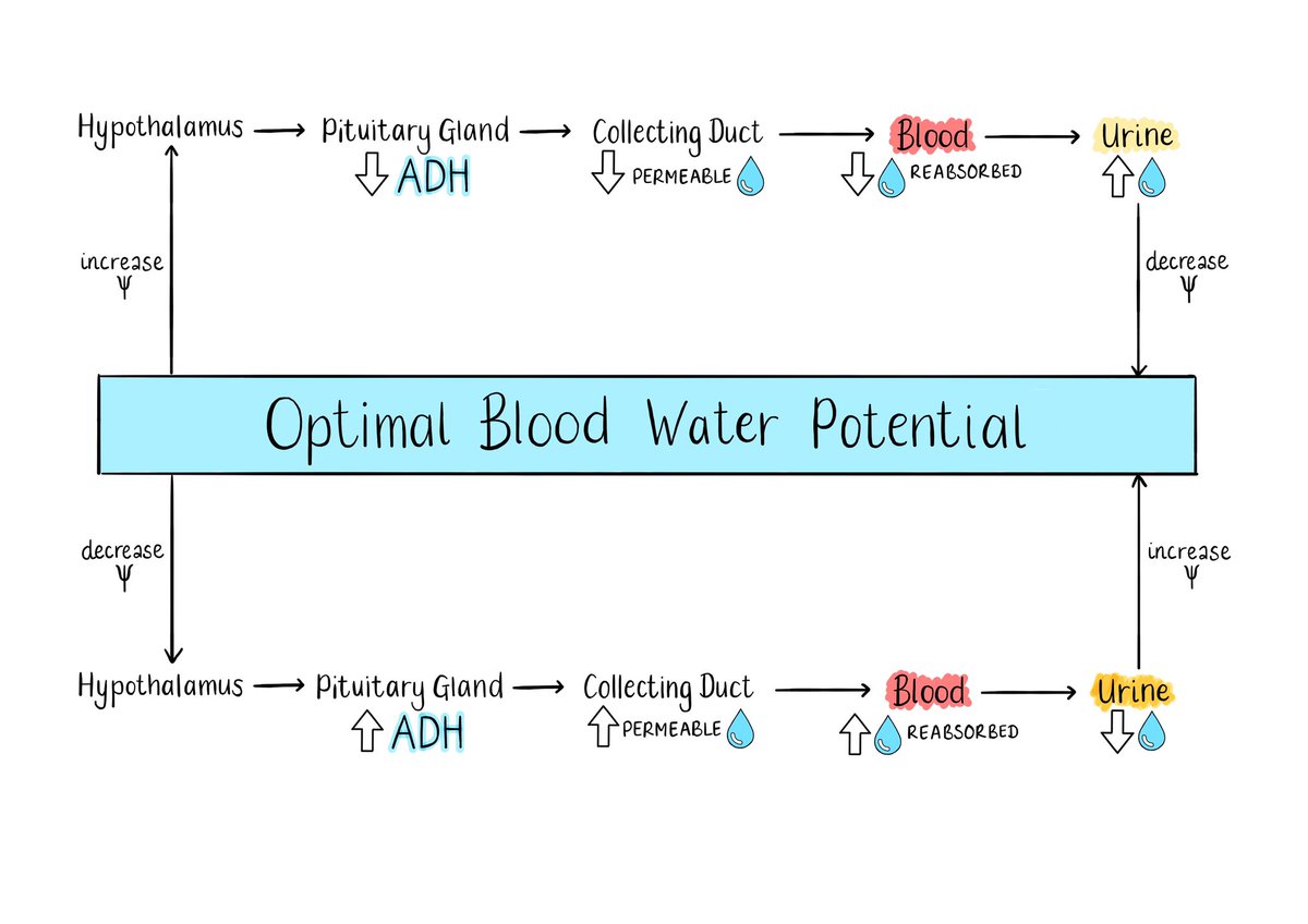 MissH_biology's tweet image. Maintaining water balance... a very tricky topic with lots to remember! I’ve attempted to summarise it with a diagram to help reduce cognitive overload. Feedback welcome 🙂#dualcoding #edutwitter #CogSciSci