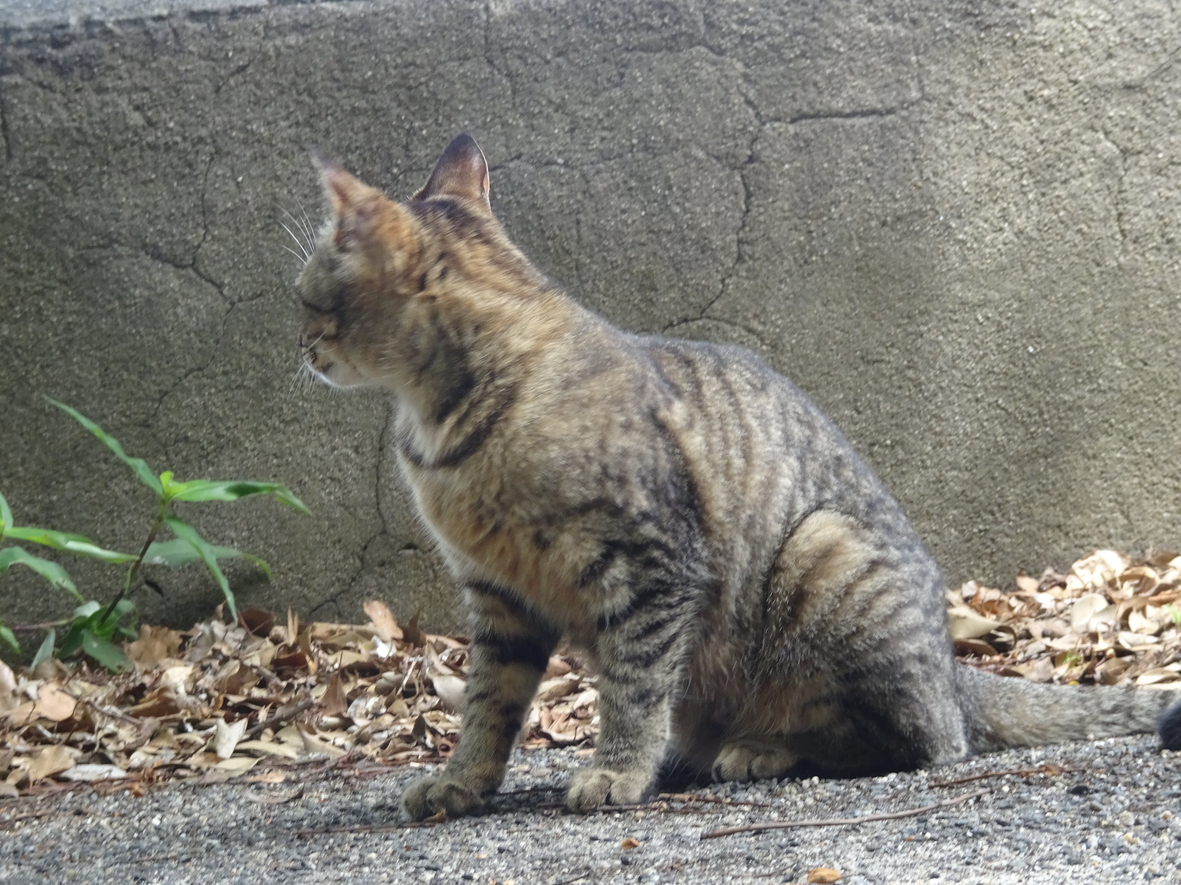 杉山みーも 落ち着かないキジトラさん 猫 野良猫 猫写真 外猫 T Co 9qe4zeojau Twitter