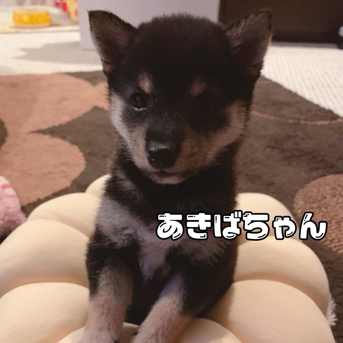 極小豆柴