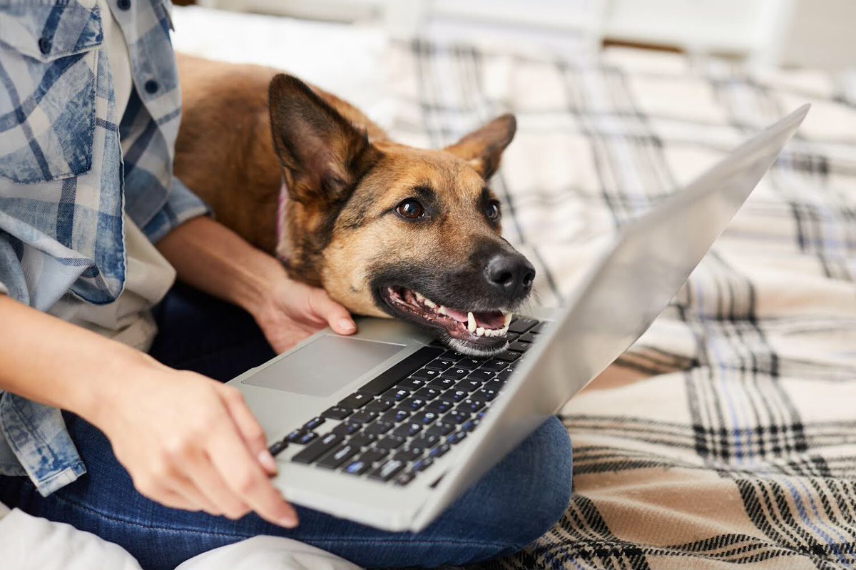 petmedella's tweet photo. Look who is excited to see his @petmedella results! Pet owners are ordering this at-home hair and saliva testing kit to get deeper insight into what could be contributing to their pet’s bioenergetic health.
To learn more, or order your test, go to https://t.co/kAJ1AJwsxW 🐾 https://t.co/c0mkLtmbLX