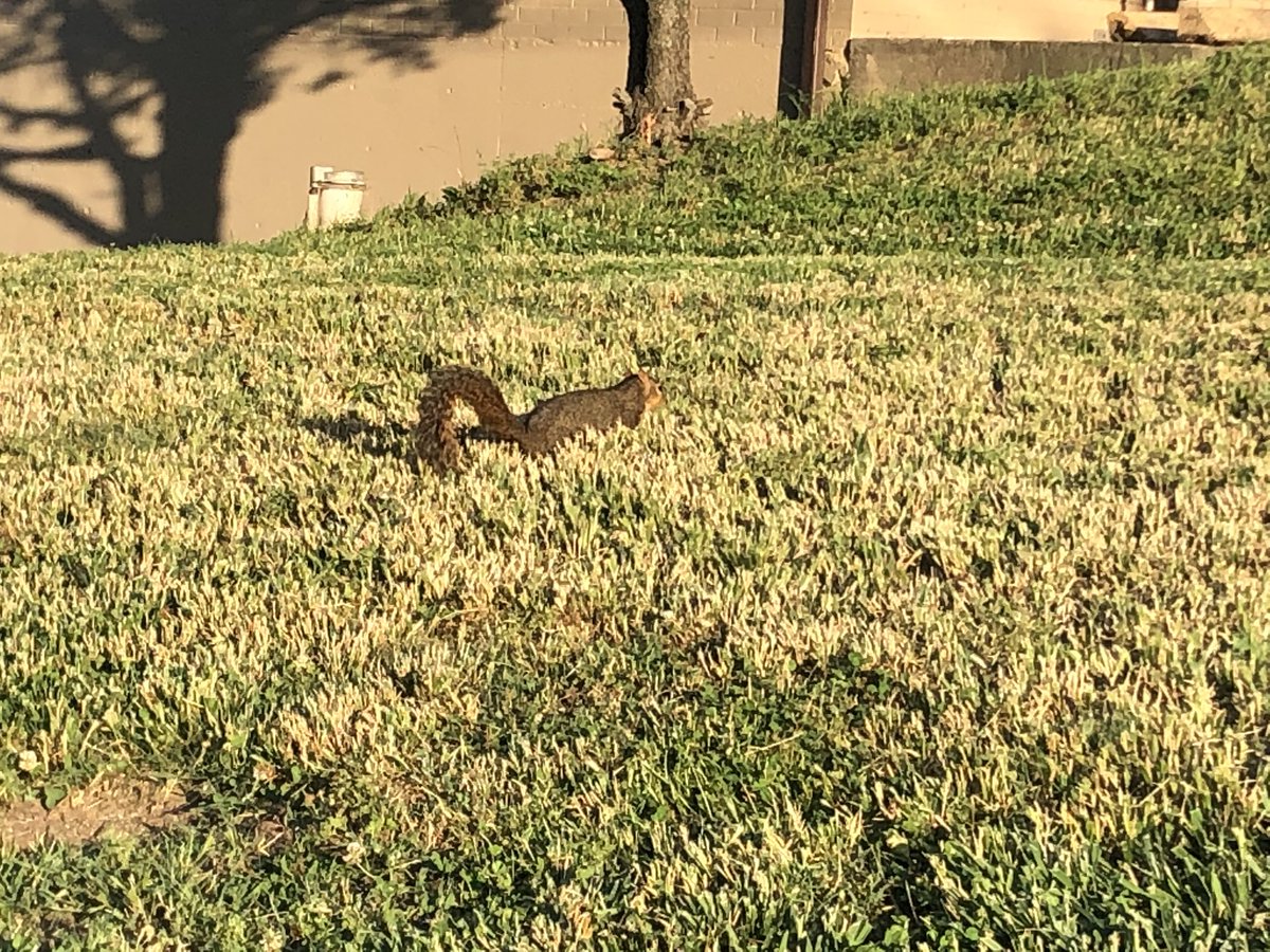 PilarPedrazaTV's tweet image. Today’s #sparkofjoy: this #smartalec #squirrel livened up our evening walk yesterday. He just teased us. He would stand just outside the edge of camera range flirting his bushy tail at us. If we stepped inside camera range for a better photo op, he’d back off just that amount. 😂