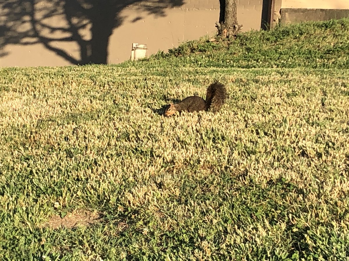 PilarPedrazaTV's tweet image. Today’s #sparkofjoy: this #smartalec #squirrel livened up our evening walk yesterday. He just teased us. He would stand just outside the edge of camera range flirting his bushy tail at us. If we stepped inside camera range for a better photo op, he’d back off just that amount. 😂