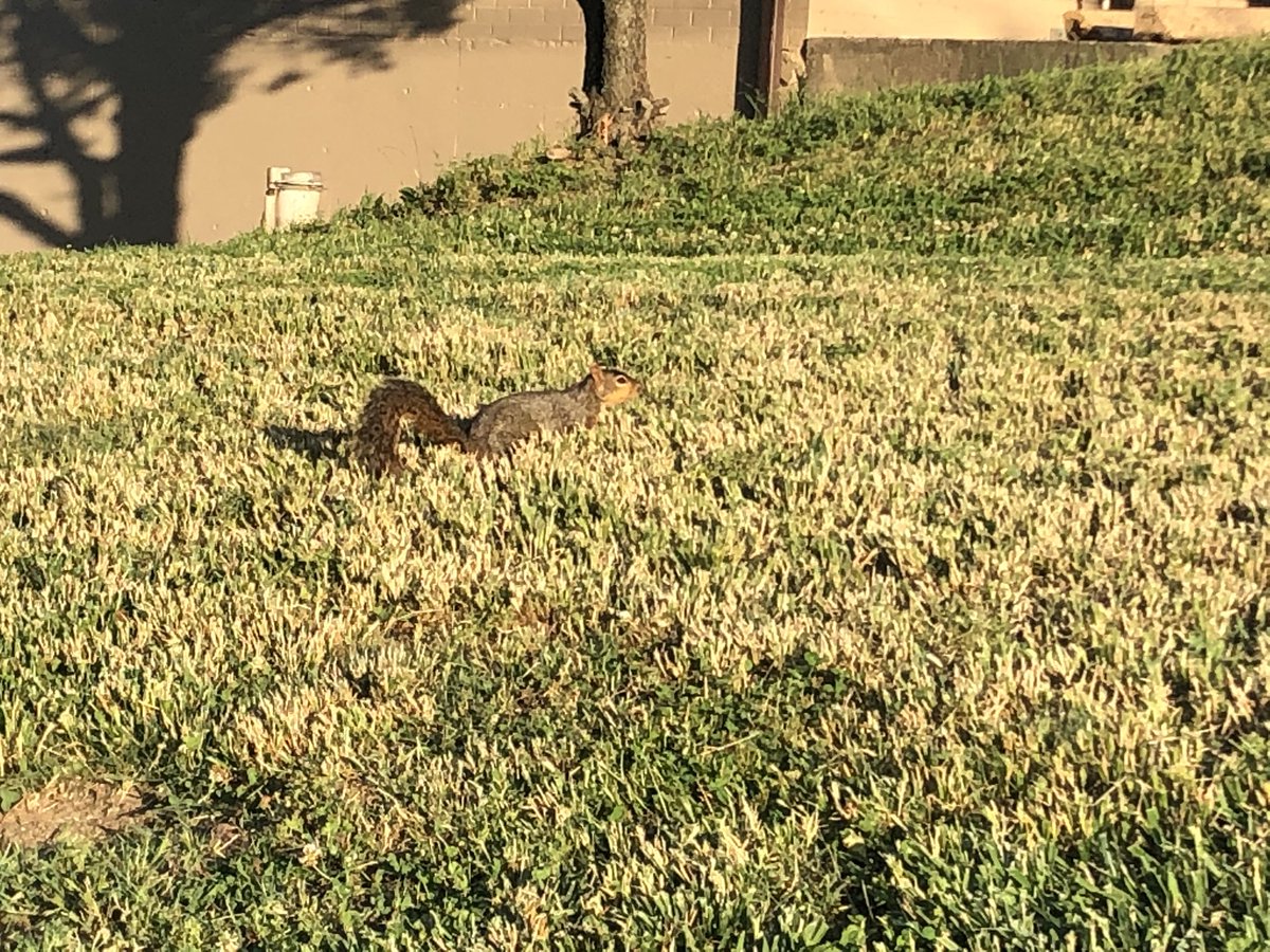 PilarPedrazaTV's tweet image. Today’s #sparkofjoy: this #smartalec #squirrel livened up our evening walk yesterday. He just teased us. He would stand just outside the edge of camera range flirting his bushy tail at us. If we stepped inside camera range for a better photo op, he’d back off just that amount. 😂