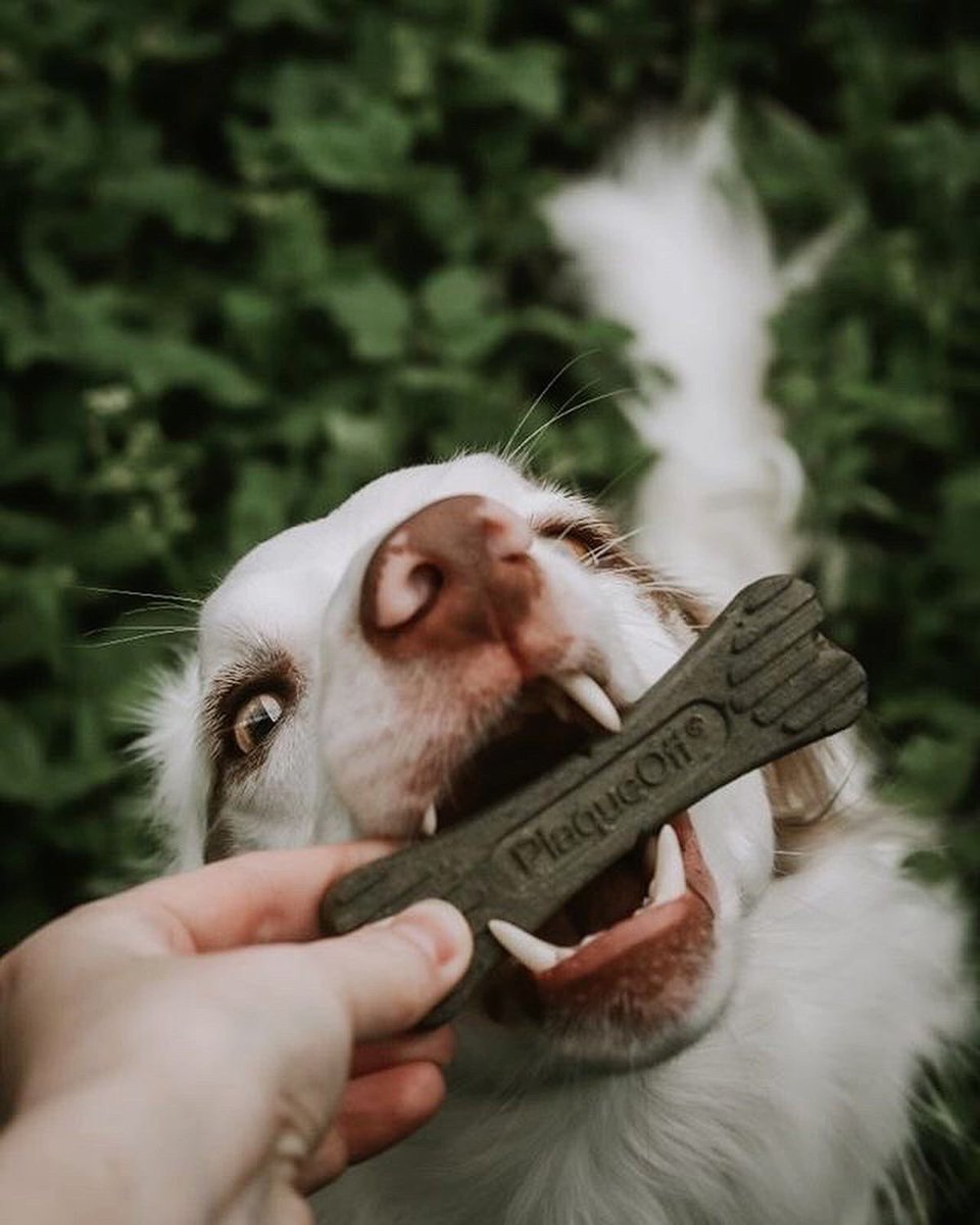 swedencareuk's tweet photo. Teeth Out Tuesday 🦷✨
Did you know that our Veggie Dental Bones are Vegan?! They’re perfect if you’re looking for a more natural dental chew, which has the added benefit of ProDen PlaqueOff Powder.
📸 - @itsollythecollie
#PlaqueOff #PlaqueOffDentalBones #DentalBones https://t.co/Nc0nUSyHy0
