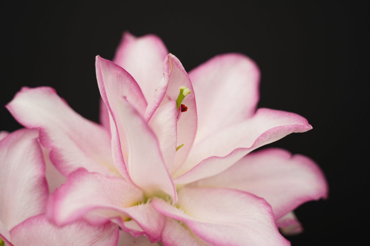 GroenVandaag's tweet photo. 2 #Roselily #noviteiten
Roselily Aïsha is een witte soort met grote bloemen en een groen hart.
Double Oriental Anouska is lieflijk roze met een gevulde bloemvorm.
#stuifmeelvrij, geen stamper
Roselily Aïsha en Double Oriental Anouska zijn introducties van @Moermanlilium https://t.co/ATeRPYcNRc