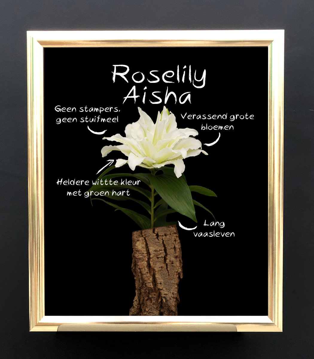 GroenVandaag's tweet photo. 2 #Roselily #noviteiten
Roselily Aïsha is een witte soort met grote bloemen en een groen hart.
Double Oriental Anouska is lieflijk roze met een gevulde bloemvorm.
#stuifmeelvrij, geen stamper
Roselily Aïsha en Double Oriental Anouska zijn introducties van @Moermanlilium https://t.co/ATeRPYcNRc