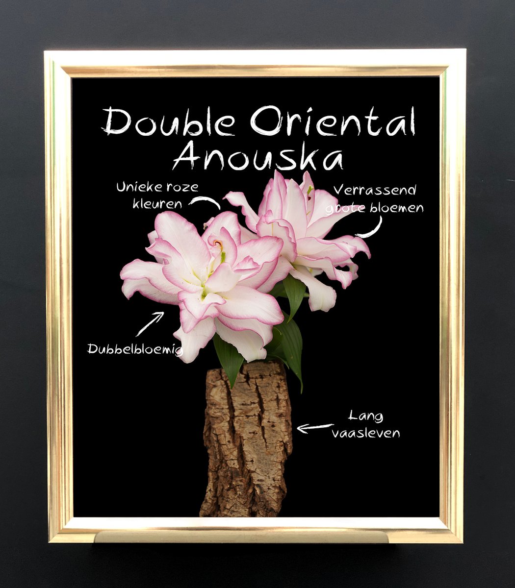 GroenVandaag's tweet photo. 2 #Roselily #noviteiten
Roselily Aïsha is een witte soort met grote bloemen en een groen hart.
Double Oriental Anouska is lieflijk roze met een gevulde bloemvorm.
#stuifmeelvrij, geen stamper
Roselily Aïsha en Double Oriental Anouska zijn introducties van @Moermanlilium https://t.co/ATeRPYcNRc