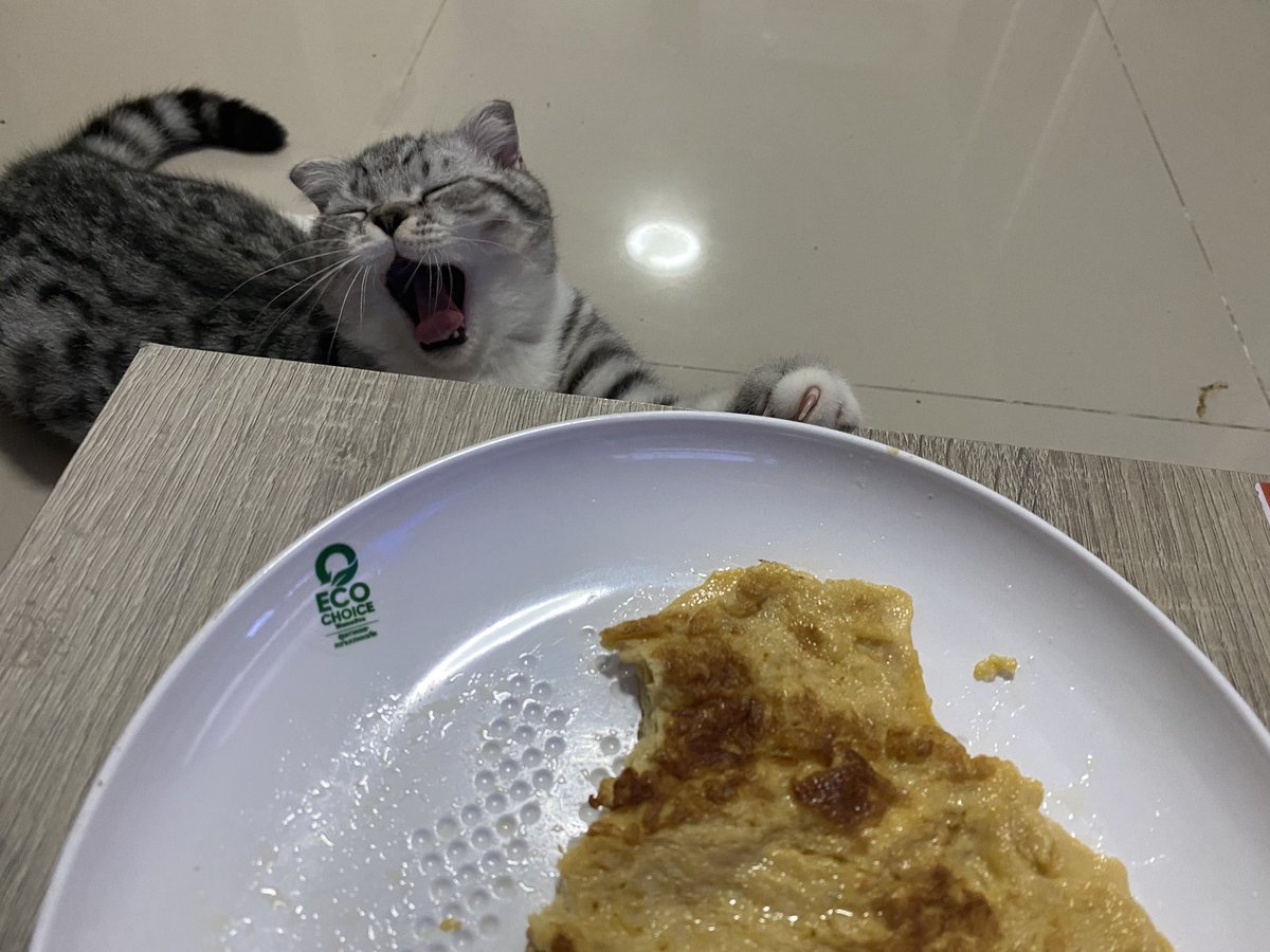 furbyfah's tweet photo. เฝ้าไข่เจียวจนง่วงแล้วยังไม่ได้กินเลย https://t.co/dyICziTe0B
