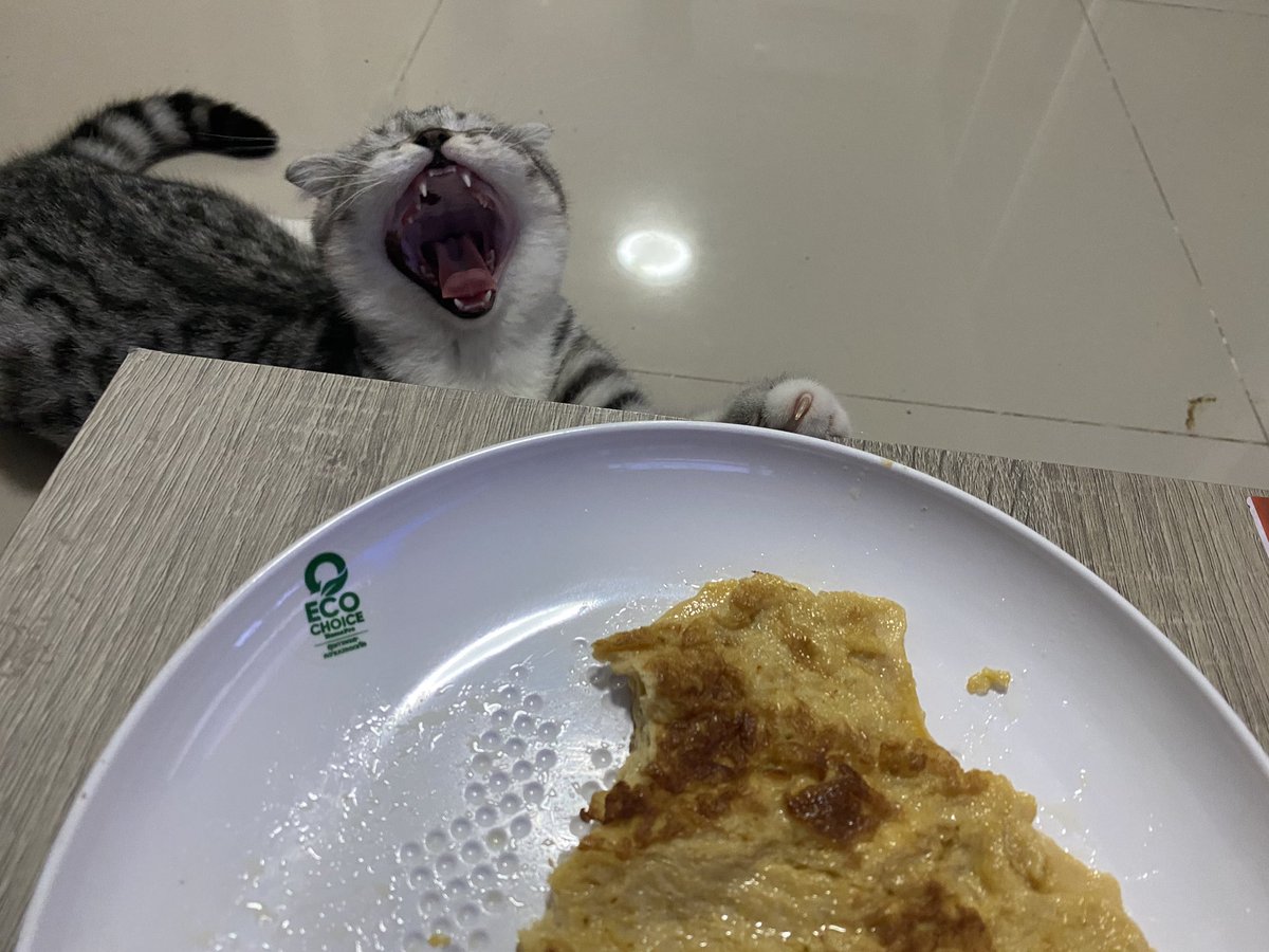 furbyfah's tweet photo. เฝ้าไข่เจียวจนง่วงแล้วยังไม่ได้กินเลย https://t.co/dyICziTe0B