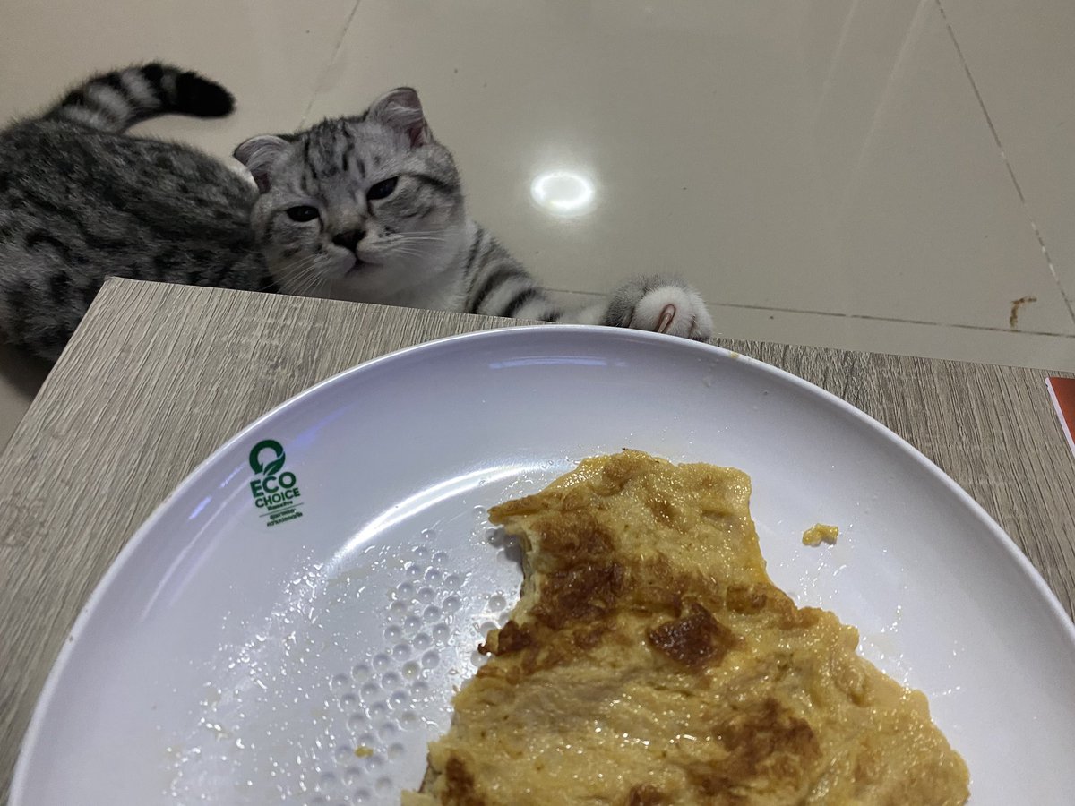 furbyfah's tweet photo. เฝ้าไข่เจียวจนง่วงแล้วยังไม่ได้กินเลย https://t.co/dyICziTe0B