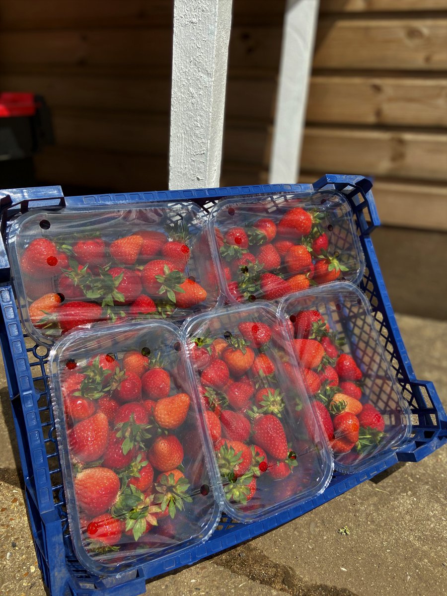 Trays of fresh locally grown strawberries available - order up until 4pm today for collection tomorrow!

£9 for a tray of 5 punnets - wholesale orders also welcome

Please call us on 01553 828829 to make a reservation 🍓