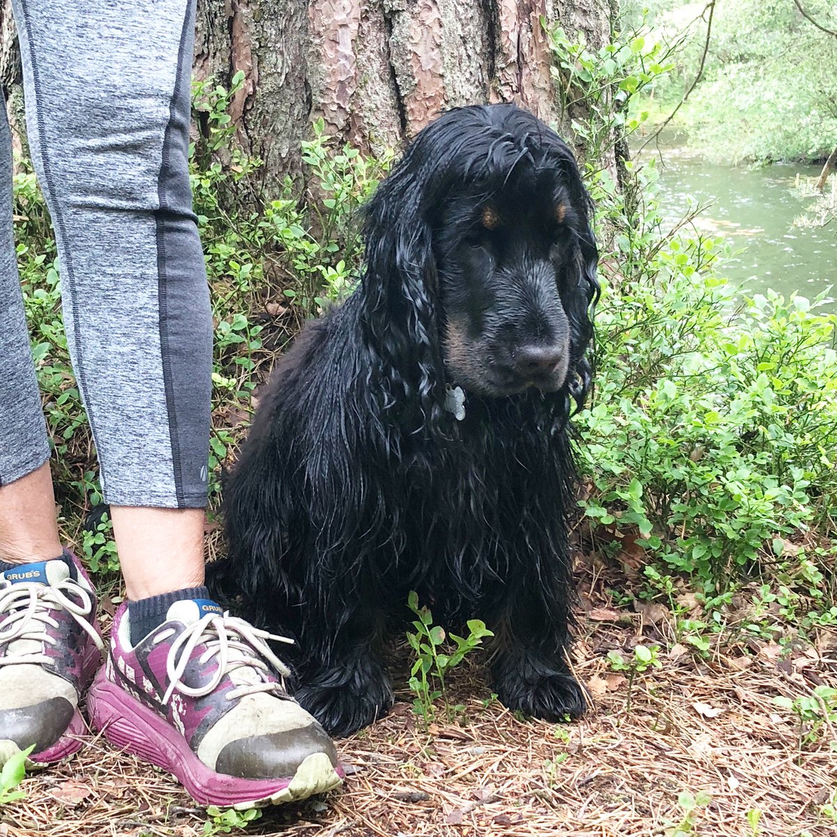 GrubsBoots's tweet image. Mr #sulky! #recall from playing in the river! #playingnotplaying @grubsboots #socomfortable #discoverthedifference #cockerspaniel #puppy #playing #outdoors #walking #swimming #wetdog #familybusiness #british #brand #countryside