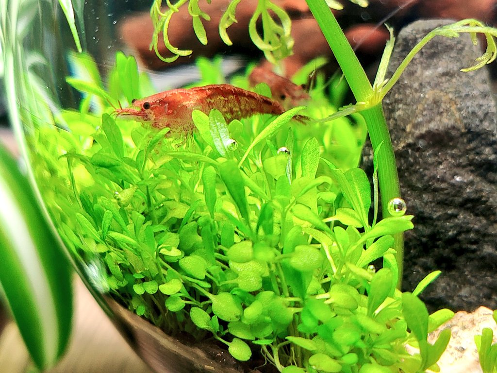 Zaabii Auf Twitter 水草に埋もれるエビが可愛いし水草から気泡が出るようになってさらに可愛さが増し増し 光合成してるんだね ボトルアクアリウム レッドチェリーシュリンプ