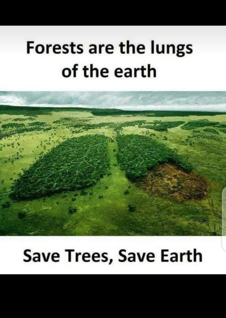 CosAnyanwu's tweet photo. If you can't plant trees for any reason,  don't bring them down for any reason. #SDGs #ClimateAction https://t.co/LQpu8NHhk9