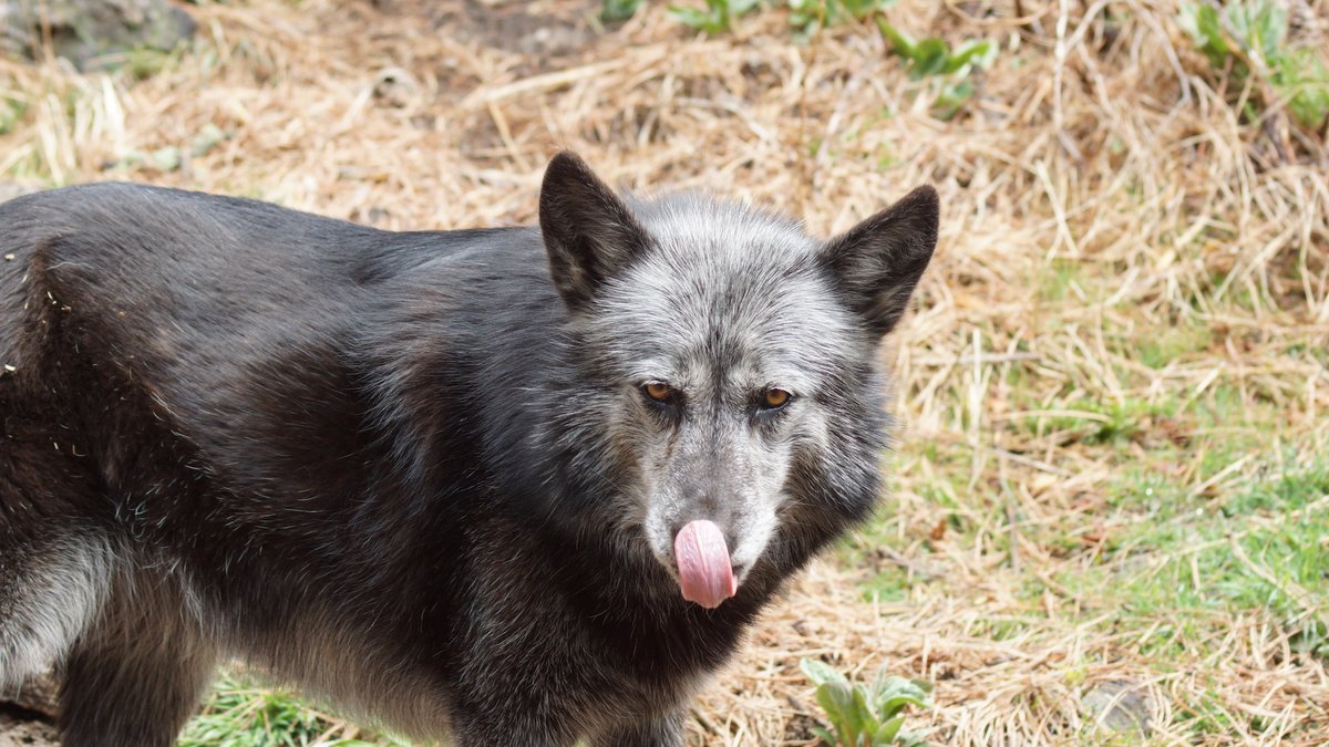 WOLFSanctuaryCO's tweet photo. Tundra would like everyone to guess what color her nose is… We’ll give you a hint: it isn't pink https://t.co/3VT80BBpT3
