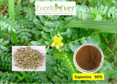 palmettoextract's tweet photo. Improve Body Composition or Exercise Performance. https://t.co/zXsT7jvYV3
#luteolinsupplier, #saw, #palmetto https://t.co/OM6ejfiacY