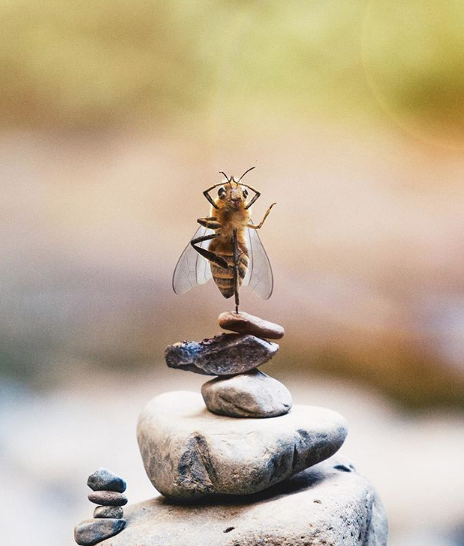 Icko Apiculture 🐝 tweet media