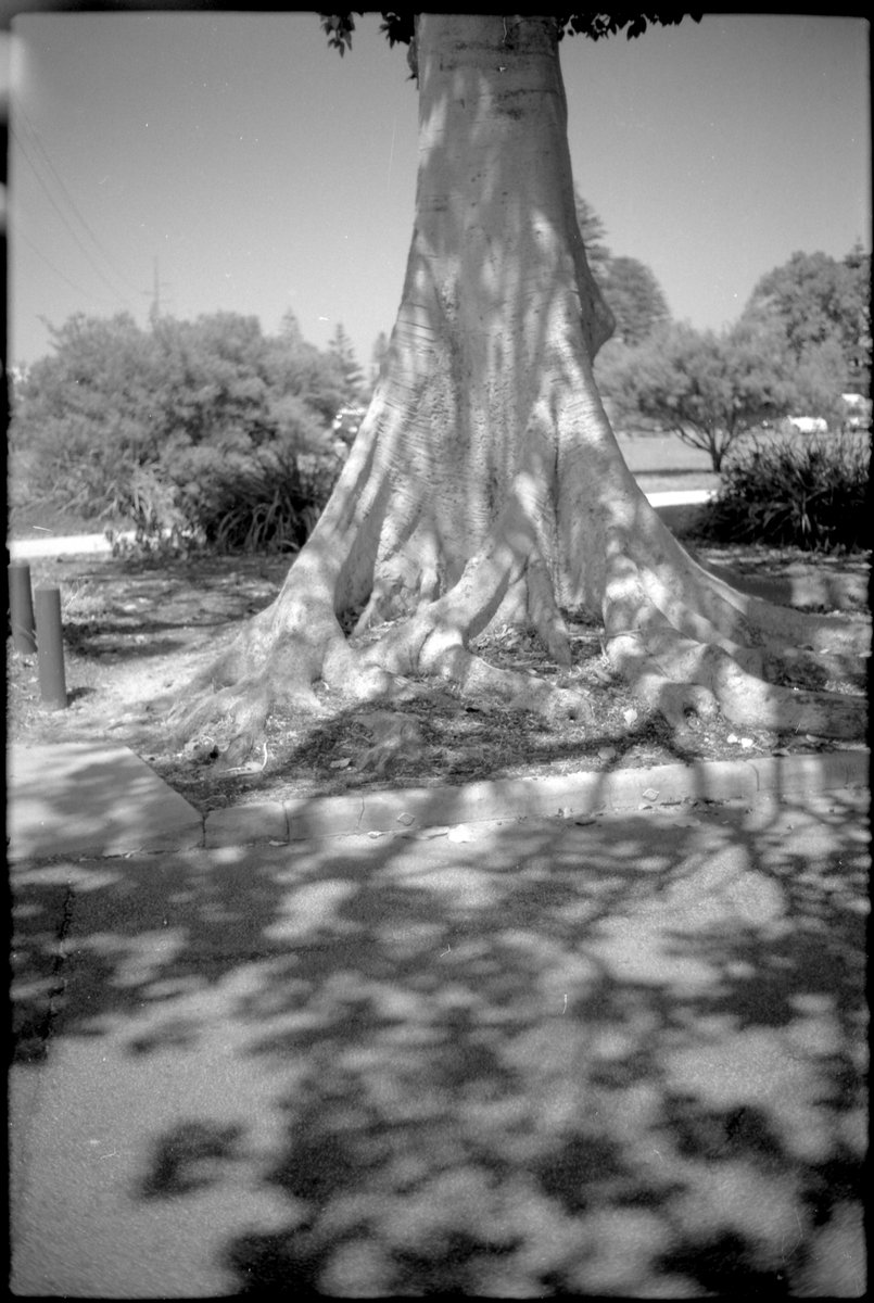 fin1308's tweet photo. Tree on the corner

 📷#40mm #CVNoktonSC #yellowfilter
🎞️@KodakProFilmBiz #Tmax100 #BoxSpeed
⚗️@ilfordimaging #ILFOTECLC29 

#WilsonPark #DouroRoad #SouthTerrace #Freo #film #filmphotography #believeinfilm #filmisnotdead #voigtlander #nokton #bessaR3M #epsonv550 https://t.co/6OWOfrgPDA