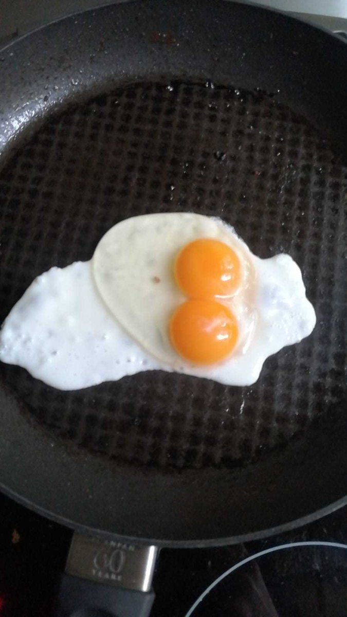 Dachsjaeger's tweet photo. One package of 10 eggs has so far had 4 twins in it this week. HOW?! https://t.co/qceYQCxSOi