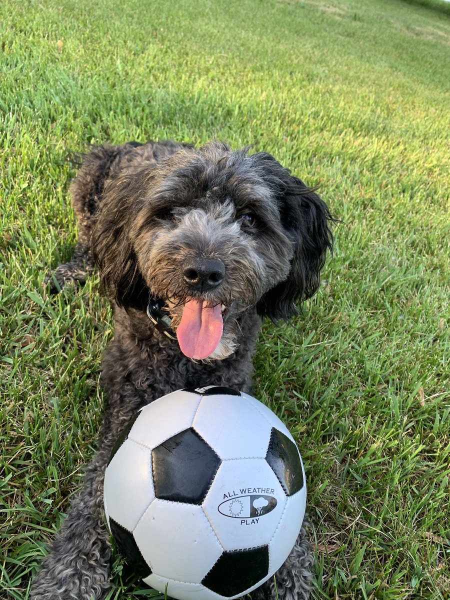 DonnaPelon's tweet photo. Loving the dog life. https://t.co/5mW2OS9A6z