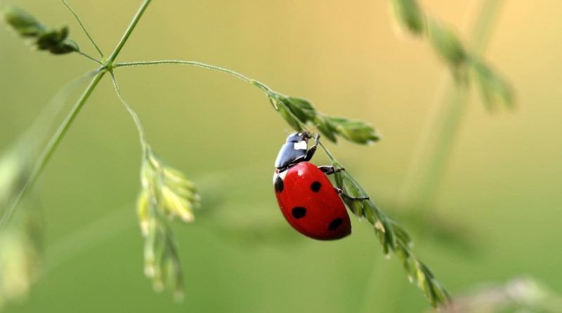 Discoveryesc's tweet photo. #Sabías que los insectos representan un 70% de todas las especies animales del planeta
#DiscoveryenlaEscuela #Insectos https://t.co/olk2uig3sw