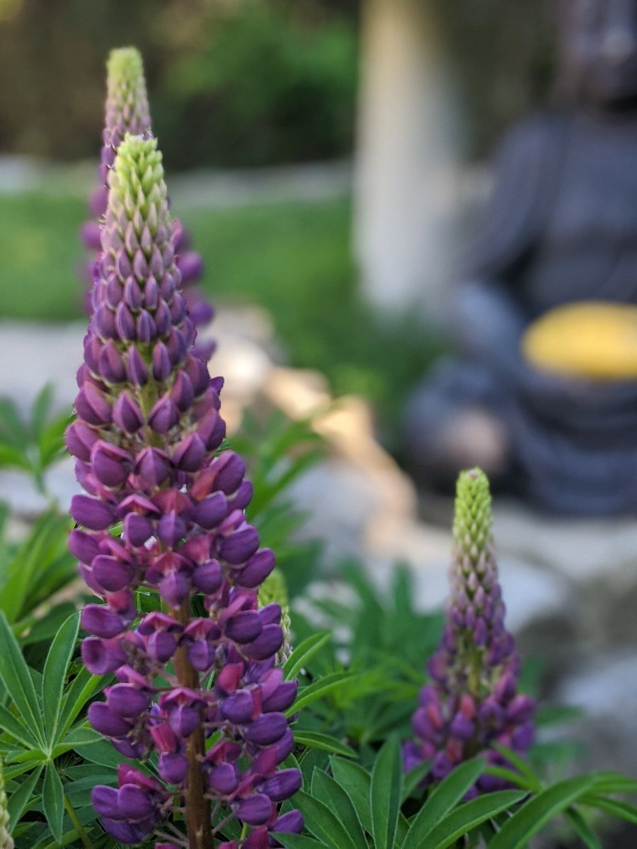 MRSAGOSTINIOCT's tweet photo. Garden is coming along! #IlGiardino #IrisInBloom #PruprleLupin #Hibiscus #CreamLupin https://t.co/fZu4en69UD