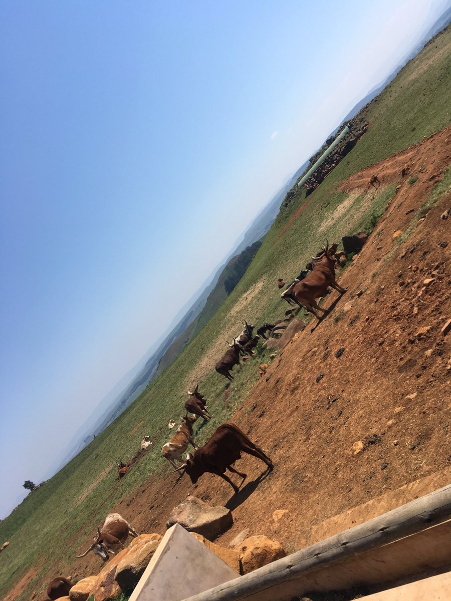 Blueberry cafeIf you haven’t been here and taken pics for the gram, I don’t know what to say to you. Fav spot for the grammers, if you have been here you’ve made it in life. Book way in advance to avoid disappointment, don’t forget to take the pic of a cow in the lavatory 